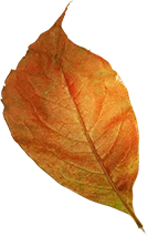 Leaf 1