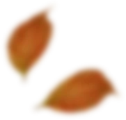 Leaf 2